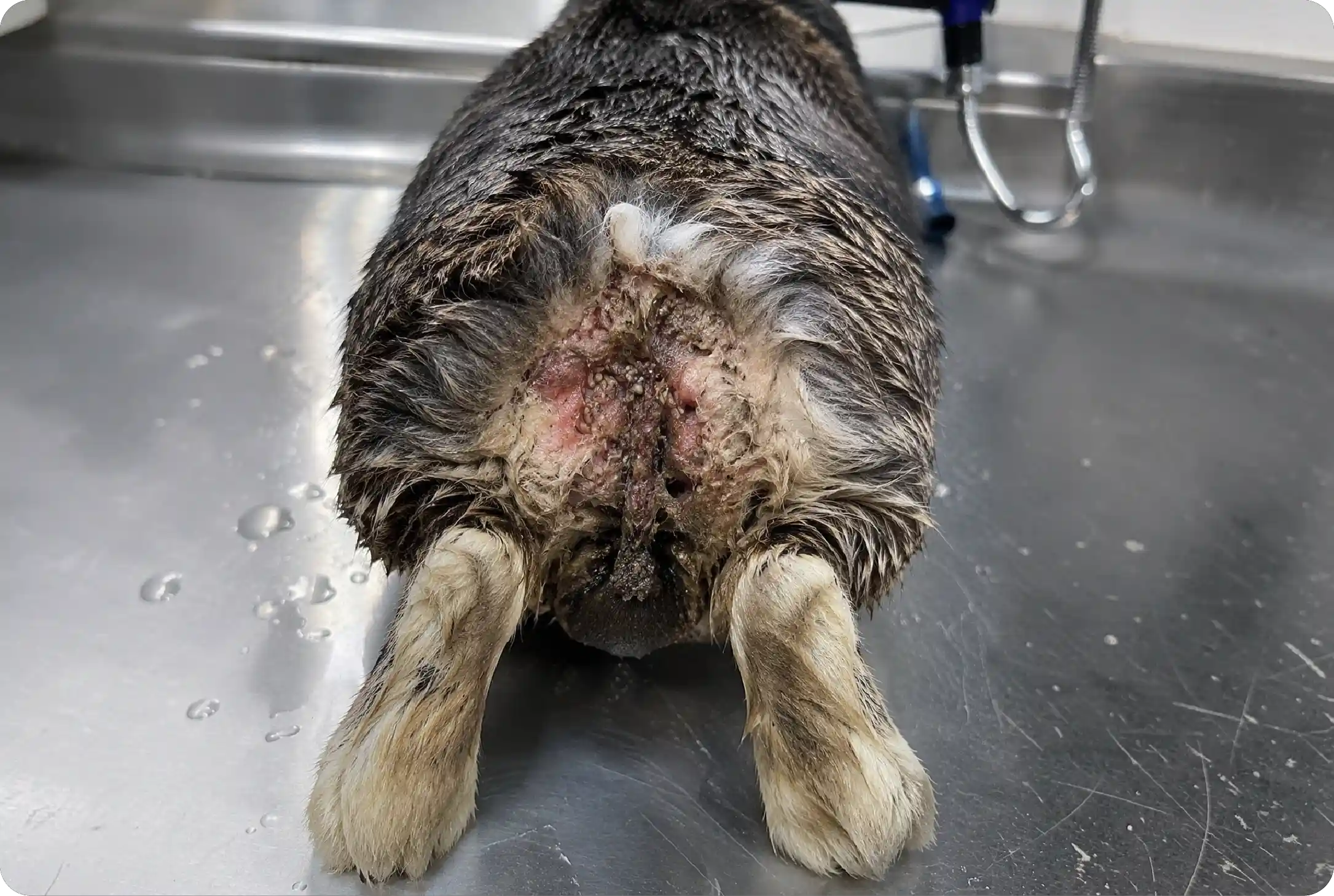 Blowfly Strike (Primary Myiasis)
